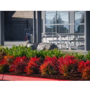 Landscaping at Anacortes High school designed by ProScapes